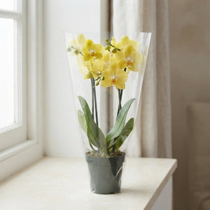 Natural Mix Phalaenopsis Orchid – 12cm Pot, 55cm
