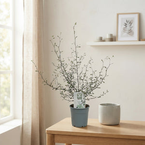 Corokia Maori Green – 12cm Pot, Approx. 40cm High