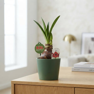 Red Amaryllis (Hippeastrum) – 17cm Pot