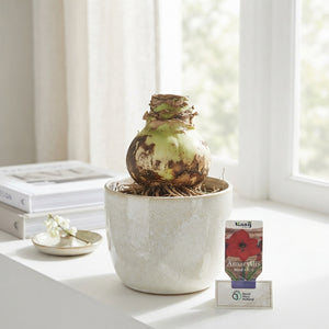 Red Hippeastrum Flower Bulbs – 30cm Bulbs
