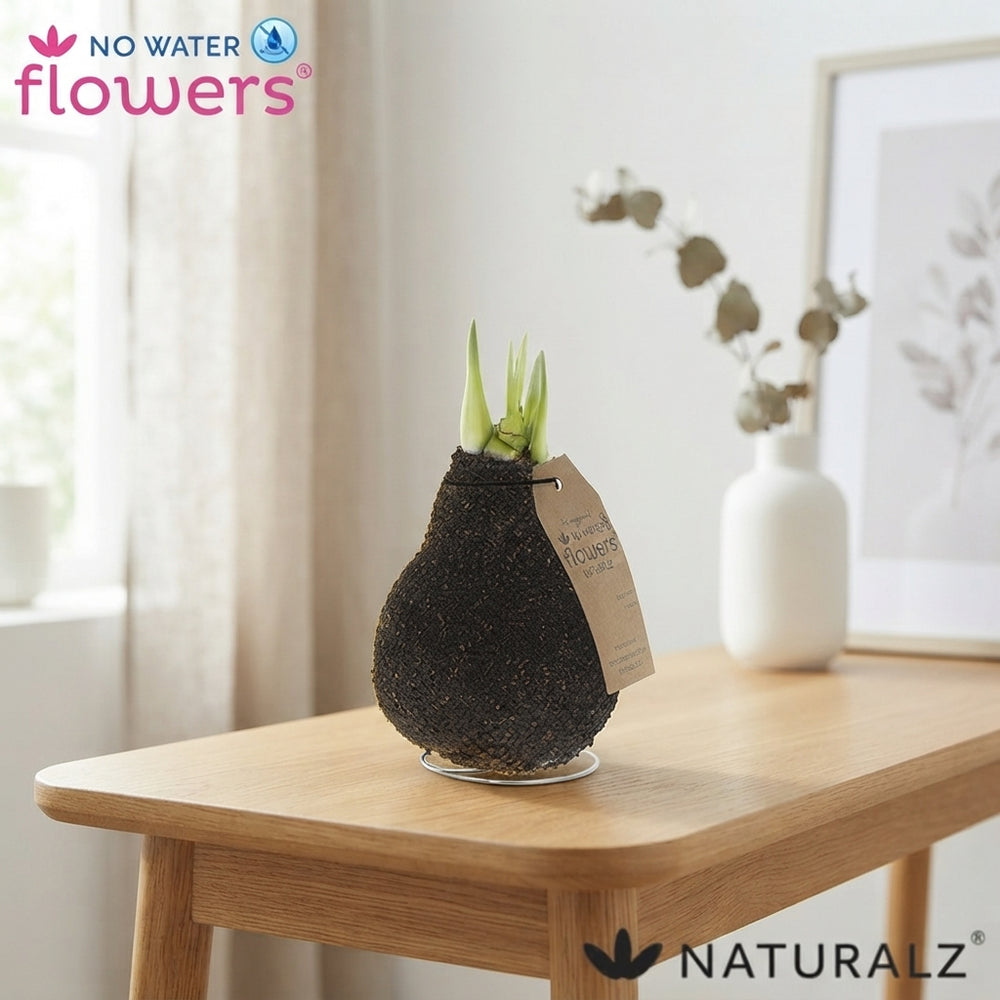 Natural Cork-Wrapped Amaryllis (Hippeastrum)