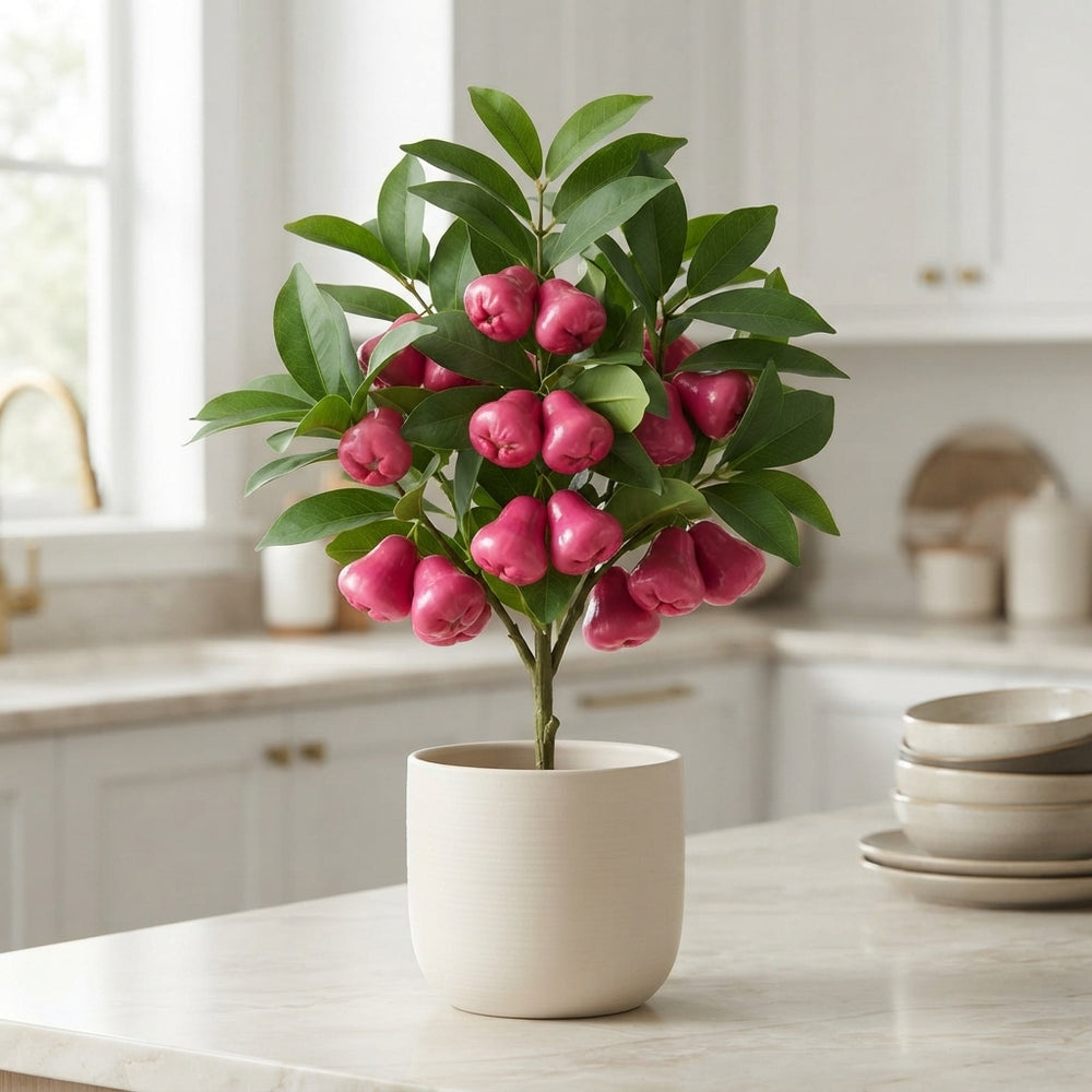 Fuchsia Wax Apple Plant