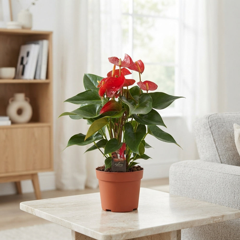Mixed Anthurium Houseplant – 17cm Pot, 60cm Tall