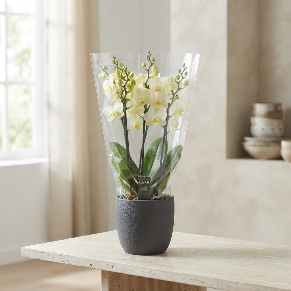 Phalaenopsis Orchid ‘Boquetto Beauty’ – 12cm Pot