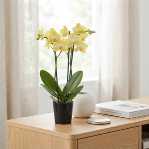 Mixed Phalaenopsis Orchid Collection – 12cm Pot
