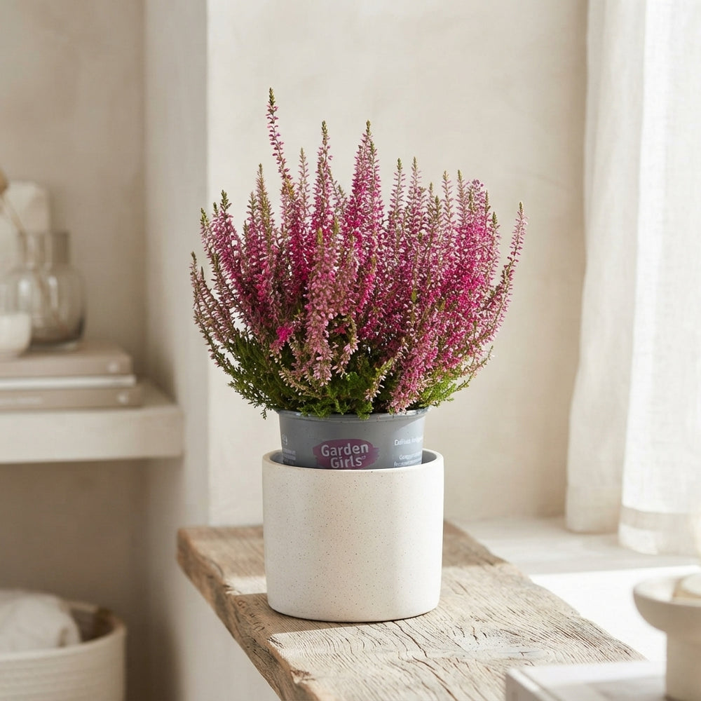 Calluna vulgaris ‘Garden Girls Franca’ Heather – 11cm Pot