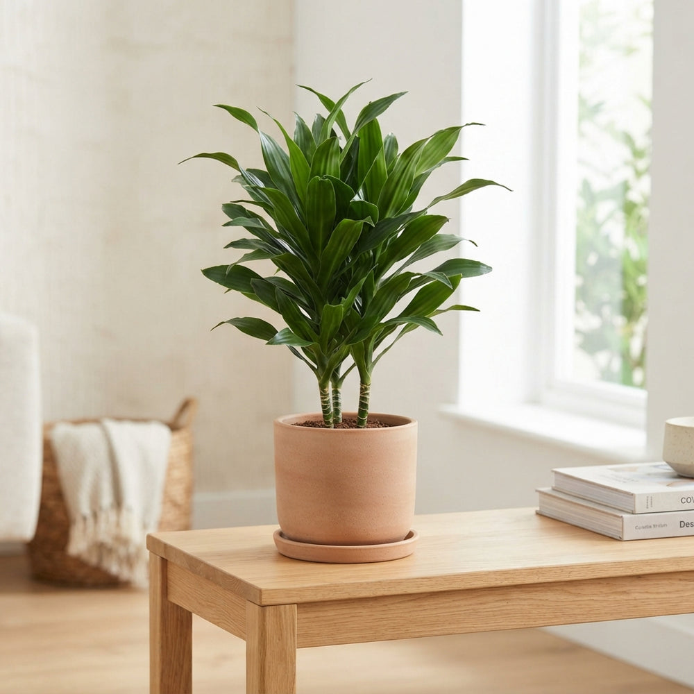 Dracaena Riki Dragon Tree – 21cm Pot, 75cm Tall