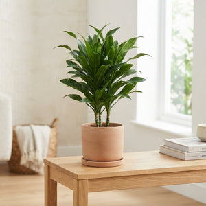 Dracaena Riki Dragon Tree – 21cm Pot, 75cm Tall