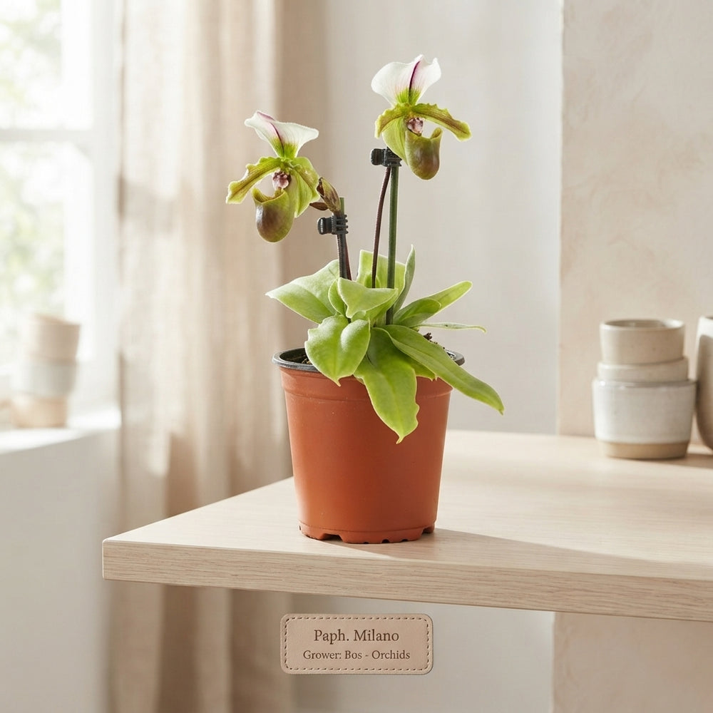 Paphiopedilum Orchid 'Milano' – 12cm Pot
