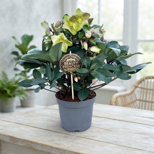 Hellebore ‘Beauty Princess’ – 17cm Pot