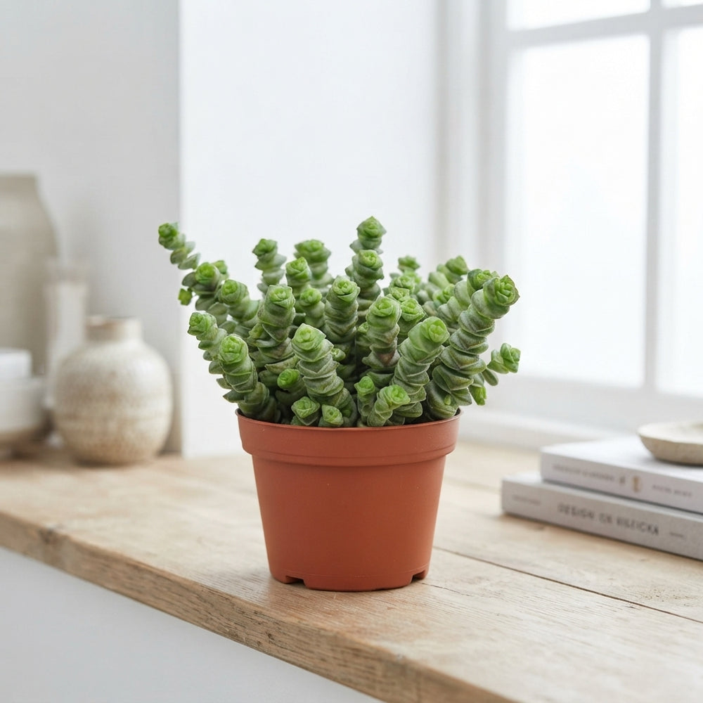 Hottentot Crassula (Crassula marnieriana) – 11cm Pot