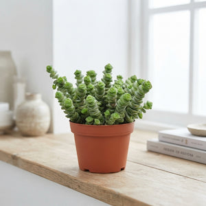 Hottentot Crassula (Crassula marnieriana) – 11cm Pot
