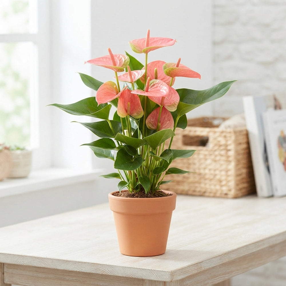 Pink Anthurium ‘Sweet Dream’ – 14cm Pot
