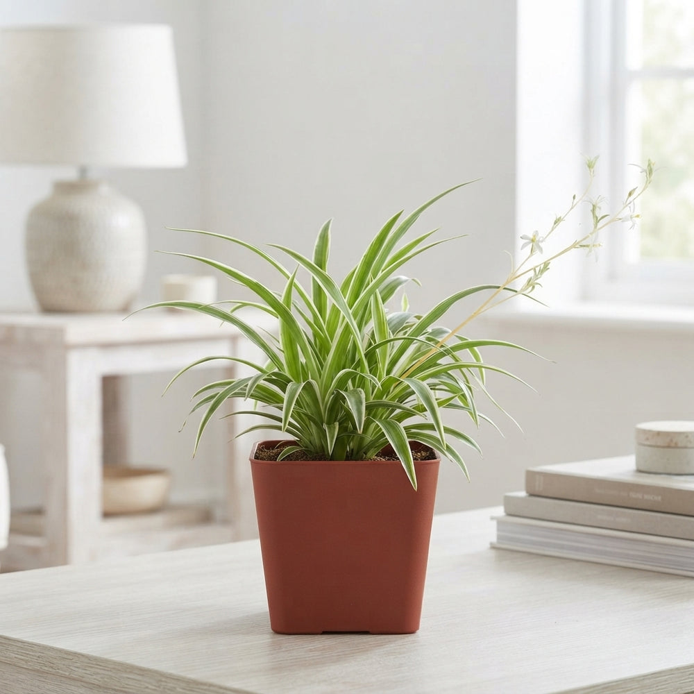 Mixed Chlorophytum Spider Plant – 12cm Pot