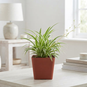 Mixed Chlorophytum Spider Plant – 12cm Pot