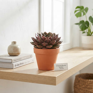 Echeveria Rosetta Succulent – 12cm Pot