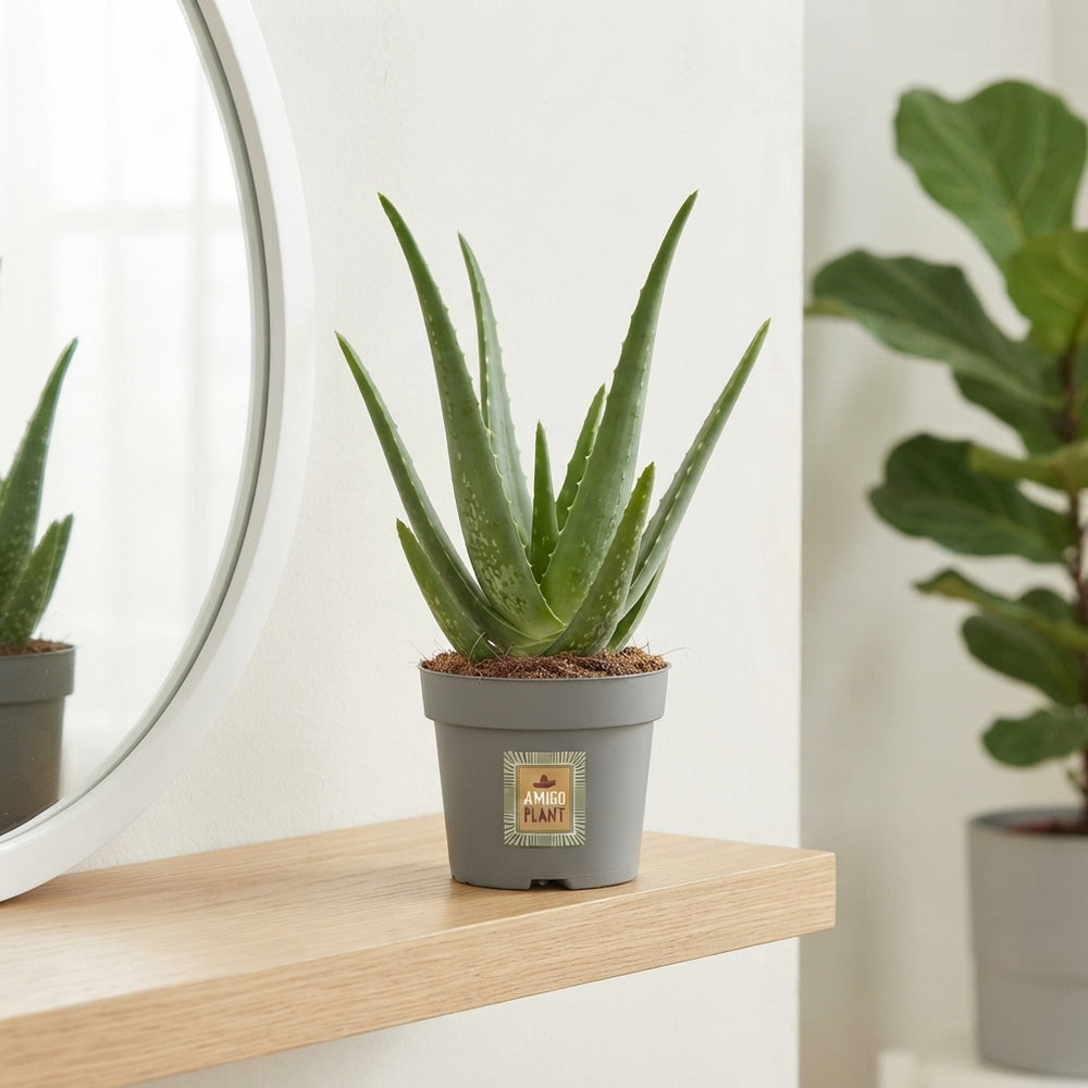 Aloe Vera Plant – 14cm Pot, Approx. 30cm High