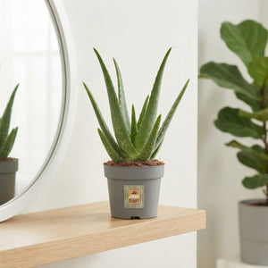 Aloe Vera Plant – 14cm Pot, Approx. 30cm High