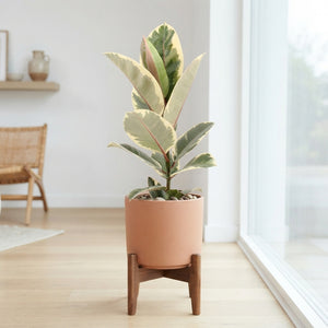 Ficus El Tineke Rubber Plant – 17cm Pot, 55cm High