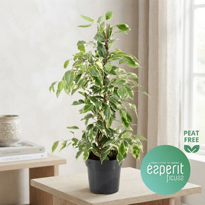 Ficus ‘Golden King’ – 17cm Pot, 70cm Tall