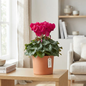 Large-Flowered Cyclamen persicum – 13cm Pot
