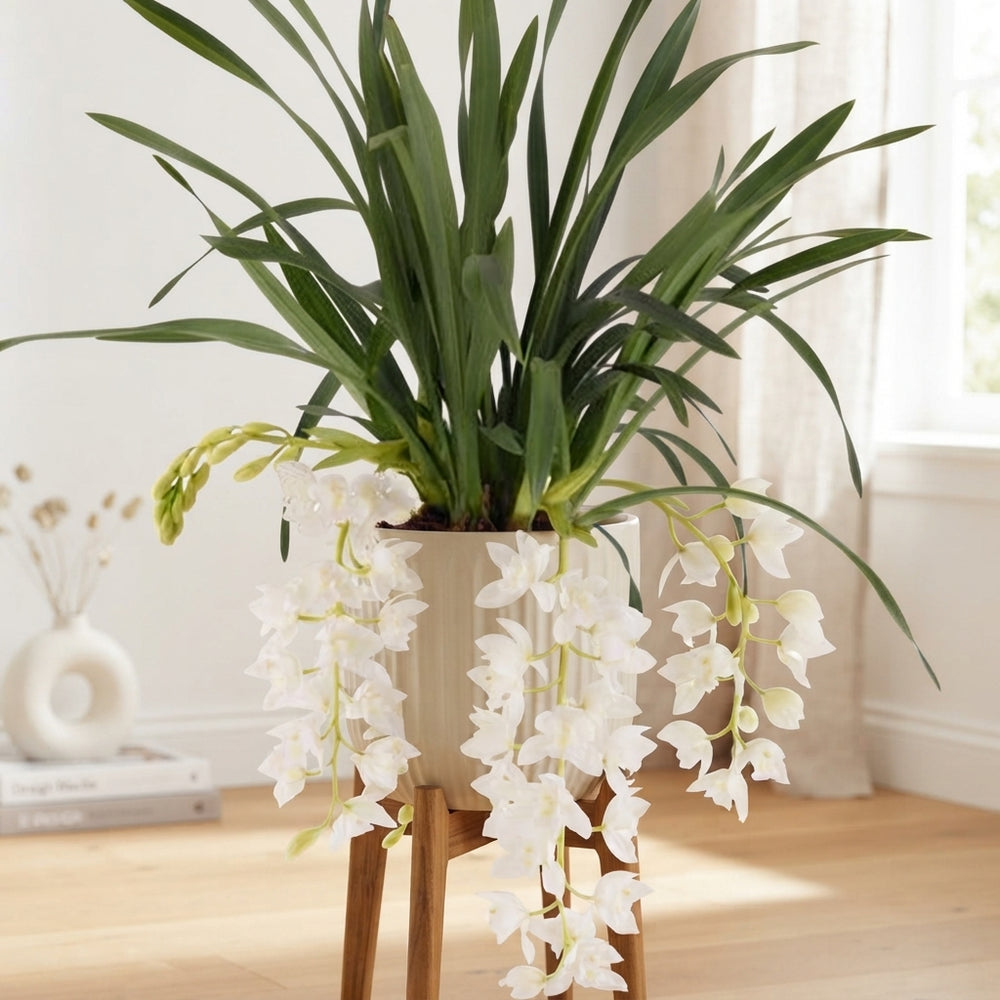 Cymbidium 'Ice Cascade' Orchid – 14cm Pot, 60cm