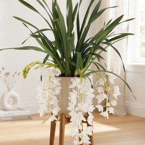 Cymbidium 'Ice Cascade' Orchid – 14cm Pot, 60cm