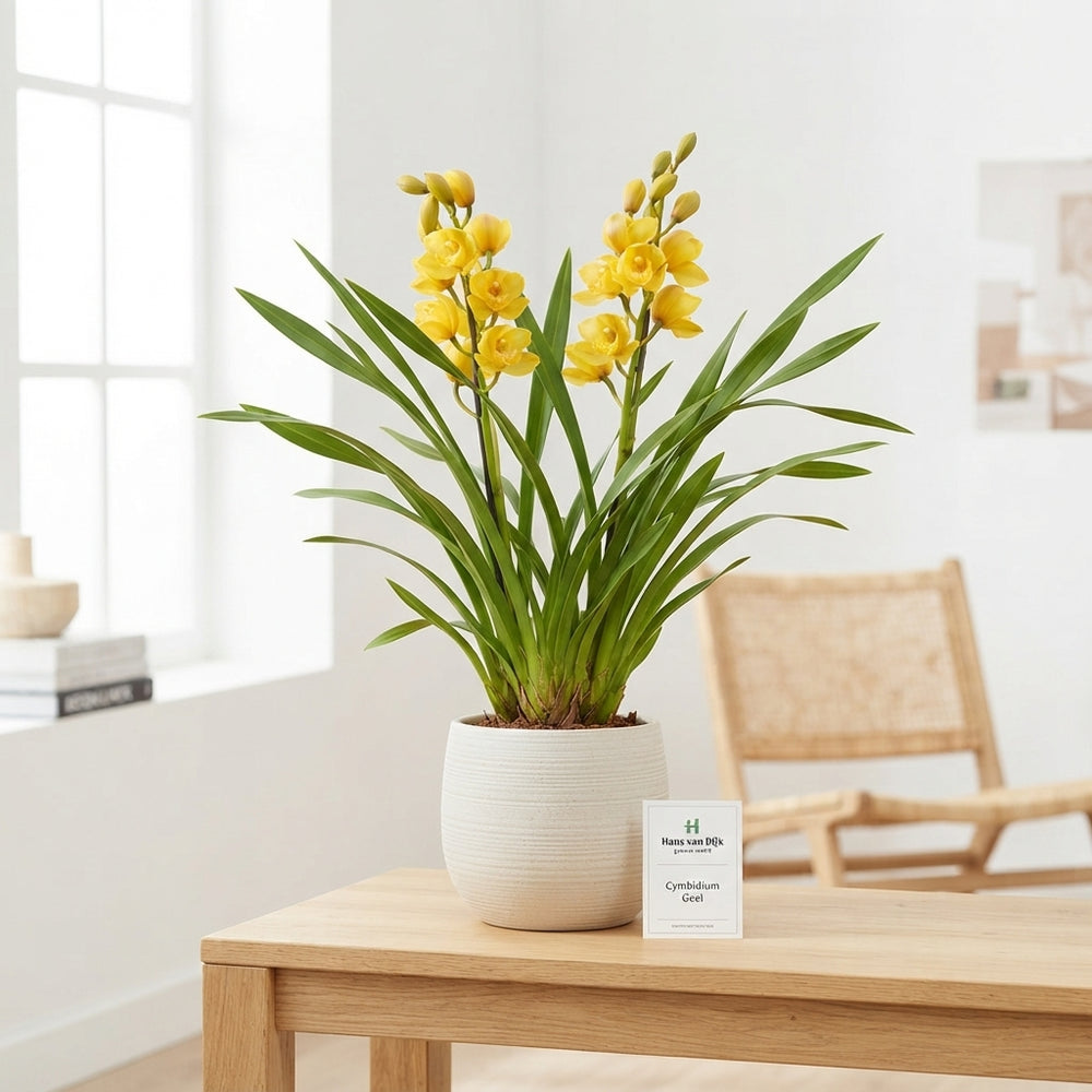 Cymbidium Orchid – 14cm Pot, Approx. 70cm