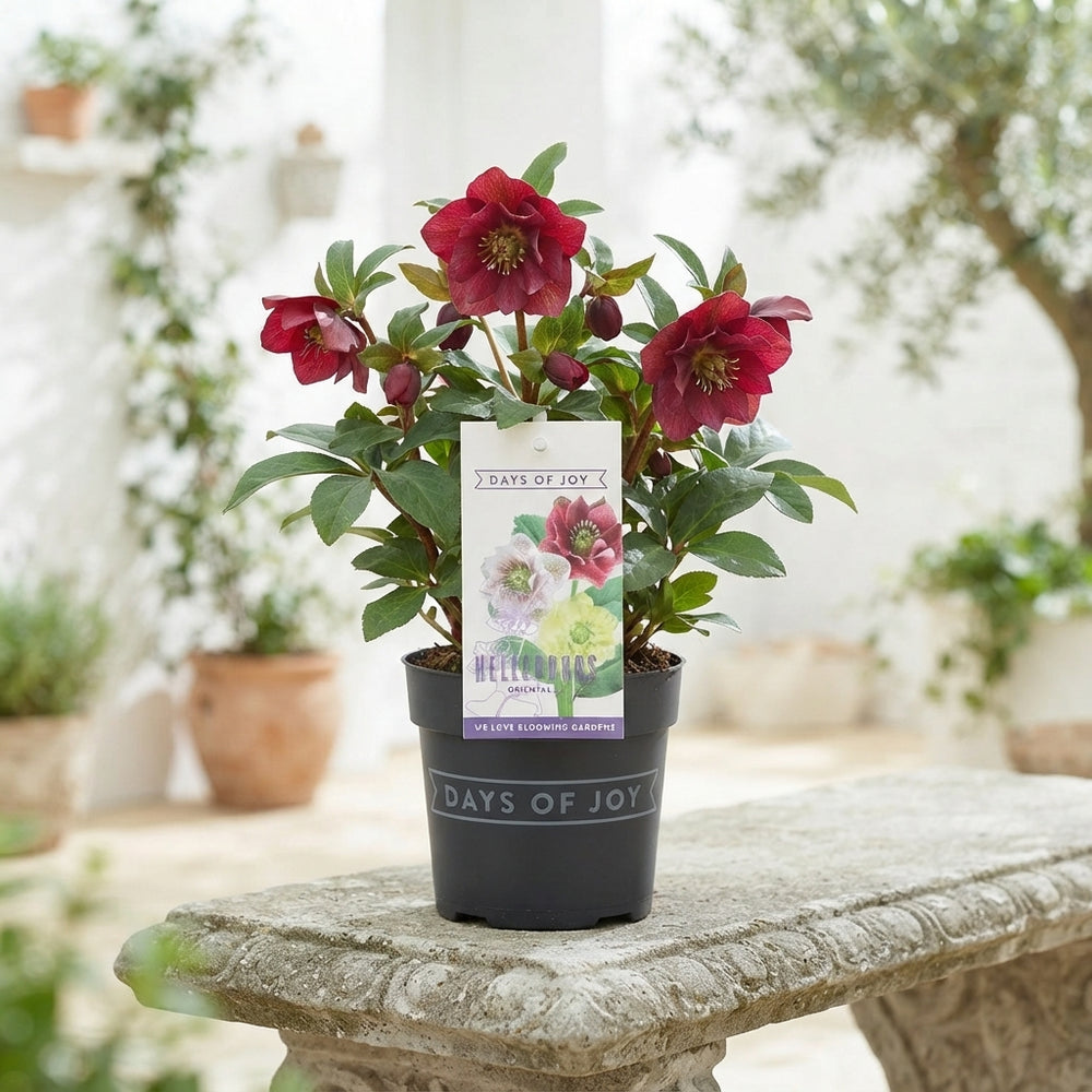 Red Hellebore ‘Pretty Ellen’ – 12cm Pot