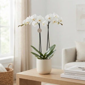 White Phalaenopsis Orchid – 15cm Pot, 90cm Tall