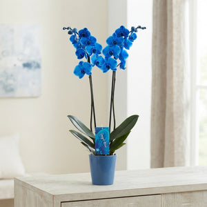 Royal Blue Phalaenopsis Orchid – 2 Stem, 12cm Pot