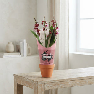 Red Burrageara Orchid – 2 Stems, 12cm Pot