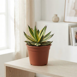 Agave Mediopicta – 17cm Pot, 35cm High