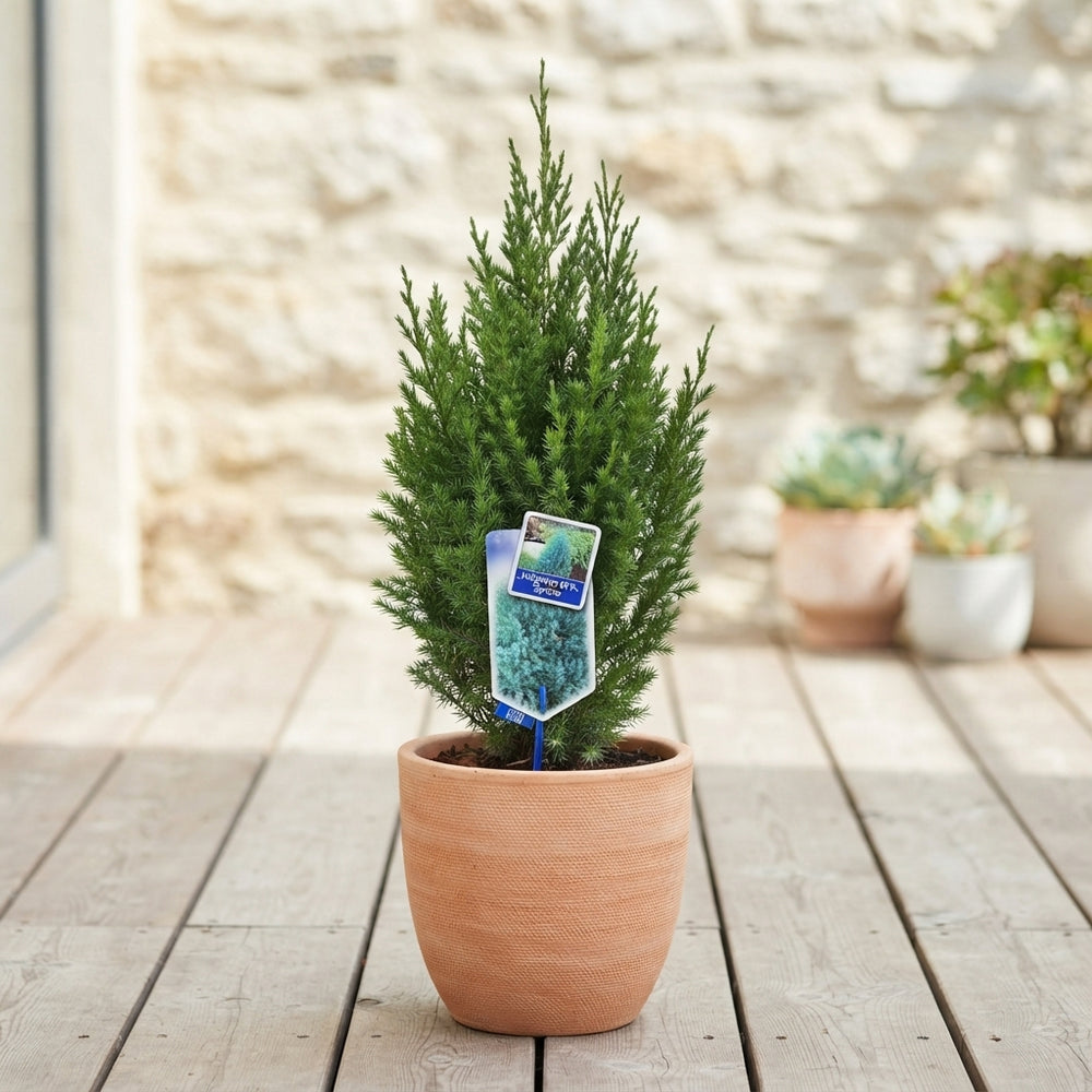 Juniperus chinensis 'Stricta' – 19cm Pot, 70cm Tall