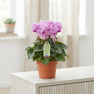 Mixed Cyclamen persicum Midi – 10.5cm Pot
