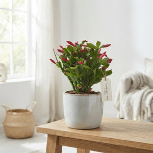 Red Christmas Cactus (Schlumbergera) – 17cm Pot