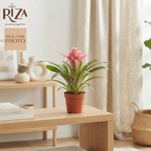 Mixed Bromeliad Houseplant – 12cm Pot, 38cm High