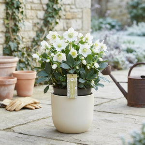 Helleborus ‘Advent Star Early’ – 17cm Pot