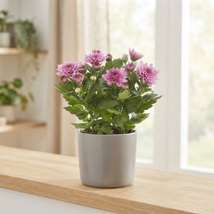 Mixed Chrysanthemum ‘Elixir’ – 12cm Pot
