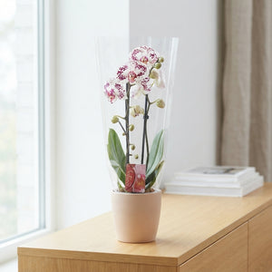 White Cascade Phalaenopsis Orchid – 12cm Pot