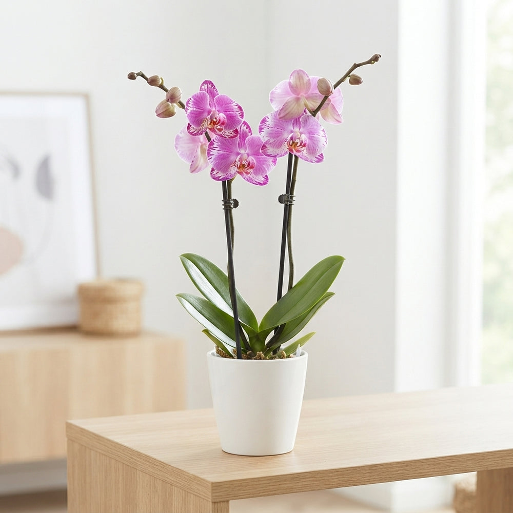 Phalaenopsis Orchid 'Sweety' – 9cm Pot, 30cm
