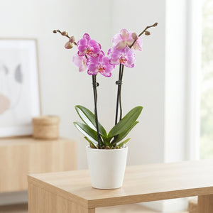 Phalaenopsis Orchid 'Sweety' – 9cm Pot, 30cm