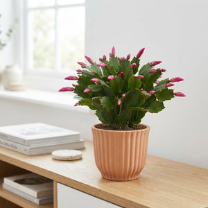 Christmas Cactus (Schlumbergera) – 10.5cm Pot