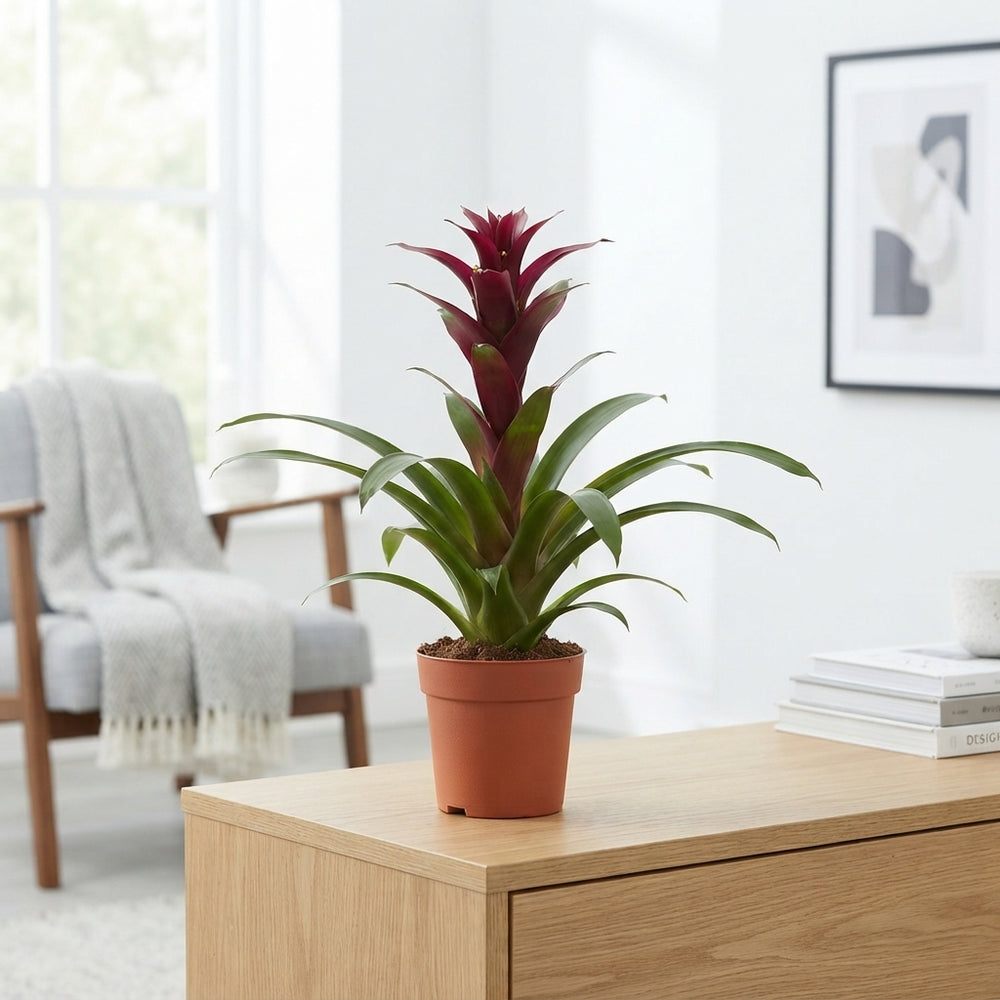 Burgundy Guzmania Bromeliad – 12cm Pot