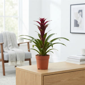 Burgundy Guzmania Bromeliad – 12cm Pot