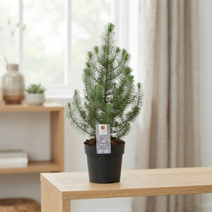 Silver Crest Pine (Pinus) – 15cm Pot, 47cm High