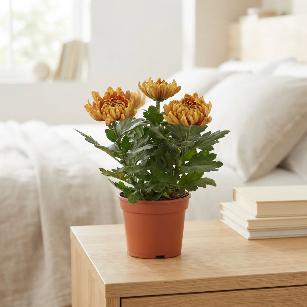 Bronze Chrysanthemum (Chrysanthemum indicum) – 12cm Pot