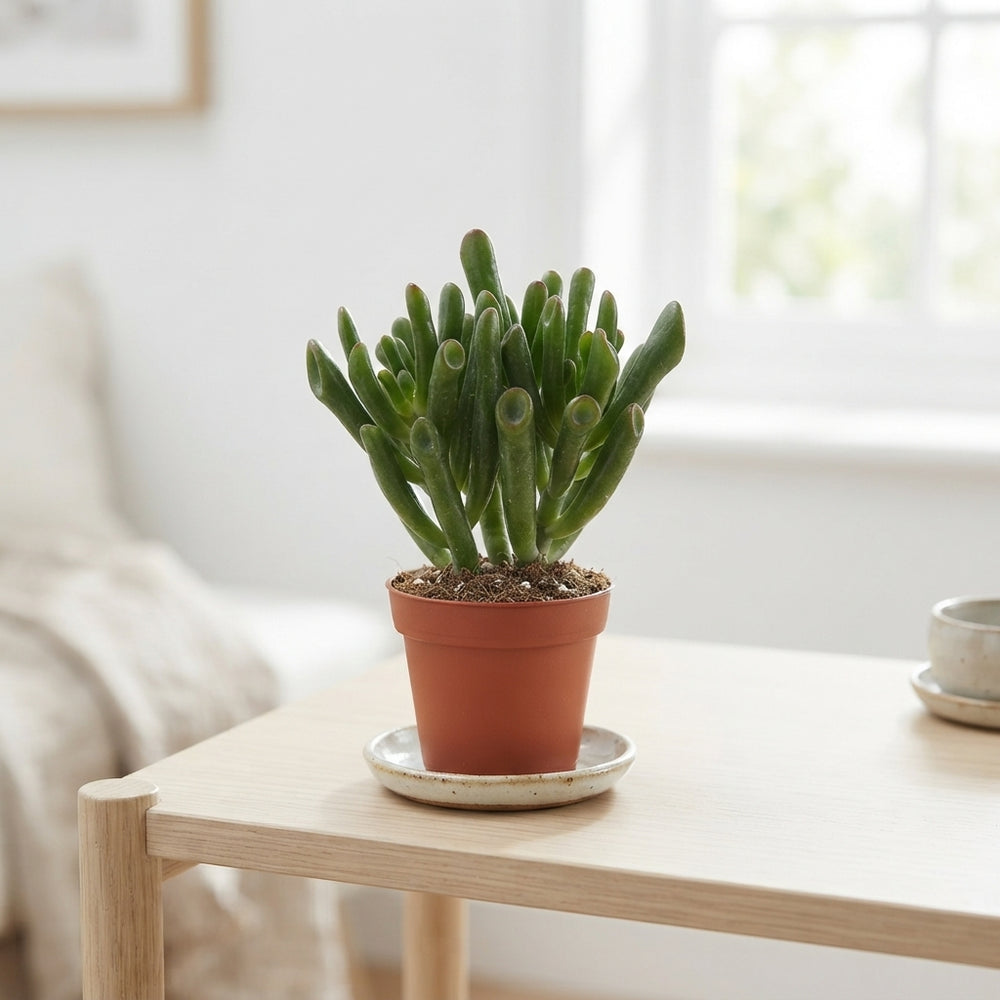 Mixed Crassula Succulent – 5.5cm Pot