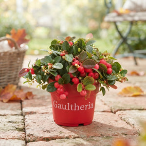 Wintergreen (Gaultheria procumbens) – 12cm Pot