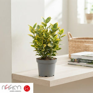 Japanese Euonymus ‘Marieke’ – 9cm Pot
